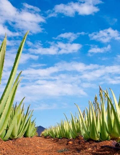 Aloe Vera delle Canarie, fonte di salute e bellezza per tutto il corpo