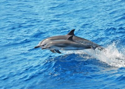 Whale and dolphin watching in Morro Jable