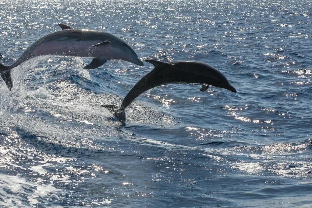 Whale watching by speedboat + Snorkeling