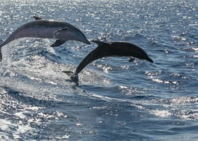 Whale watching by speedboat + Snorkeling