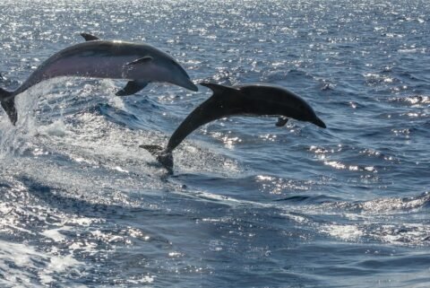 Whale and dolphin watching by speedboat in Fuerteventura