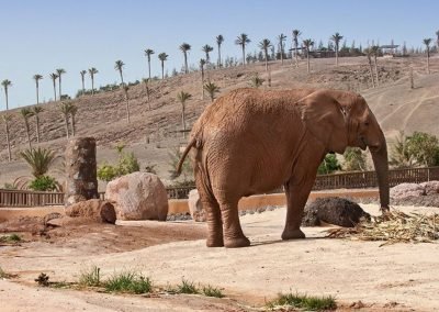 Oasis Wildlife Fuerteventura