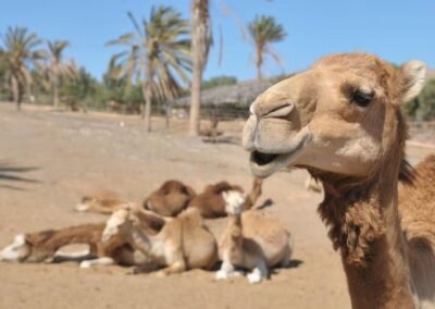 Oasis Wildlife Fuerteventura