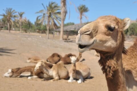 Biglietti per parchi diventimento a Fuerteventura