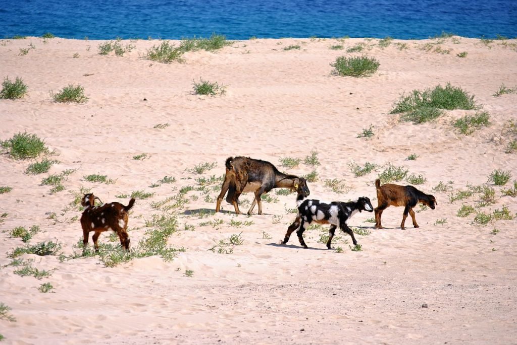 Erbania il suo primo nome di Fuerteventura