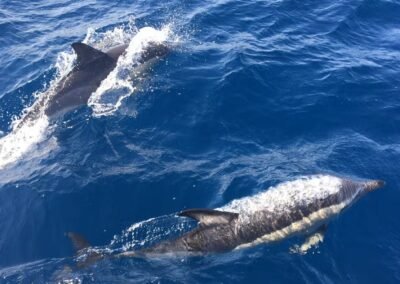 Katamaranfahrt mit Wal- und Delfinbeobachtung ab Corralejo