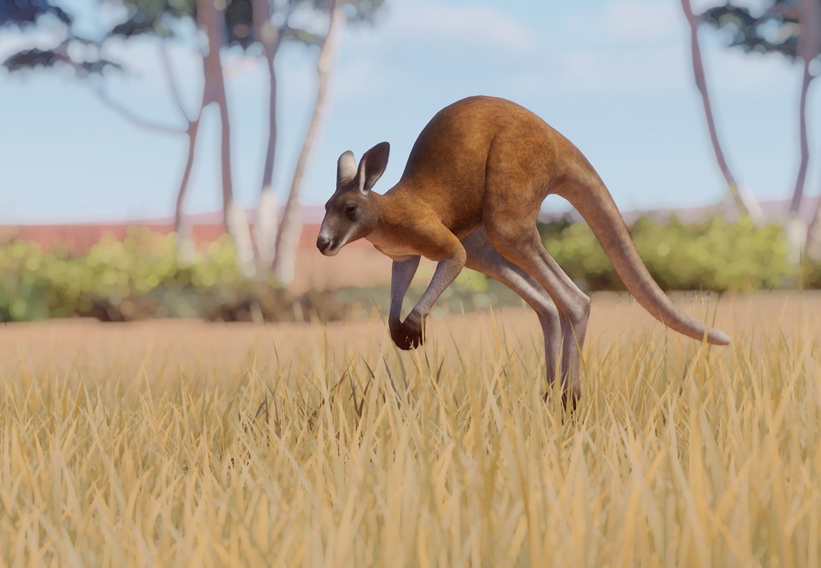 Il canguro rosso arriva all’Oasis Wildlife Fuerteventura all’interno di un nuovo piano europeo di conservazione