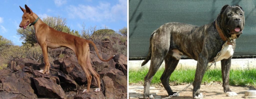 Il podenco e il Presa canario, due razze di cani autoctona delle isole canarie