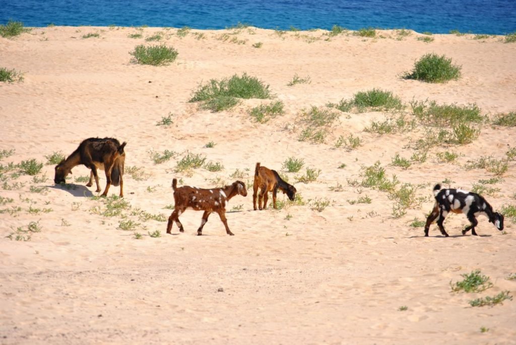 Parco Naturale delle Dune di Corralejo