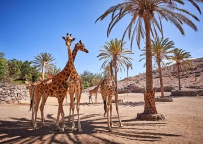Oasis Wildlife Fuerteventura