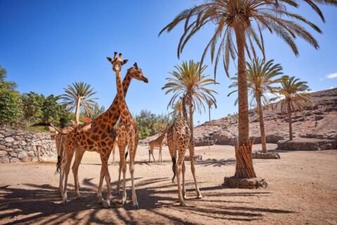 Oasis Wildlife Fuerteventura