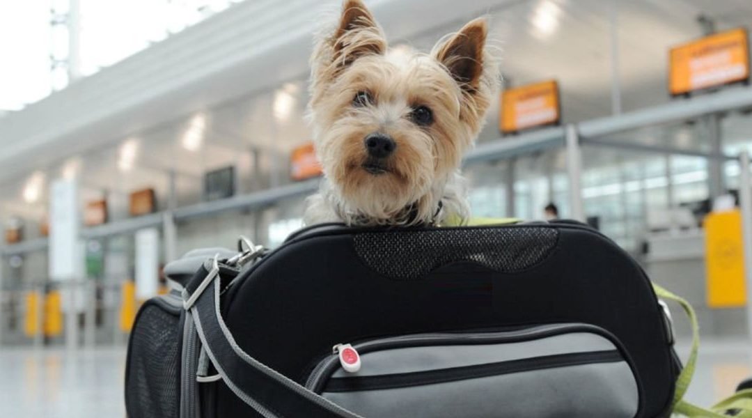 Trasportini per cani e gatti omologati per aereo
