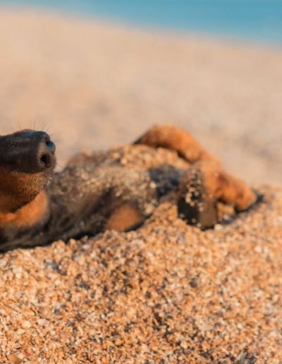 Viaggiare alle Canarie con il proprio cane o gatto