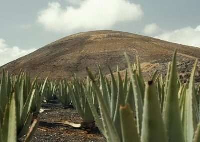 Visit to an aloe vera, olive tree, and permaculture farm